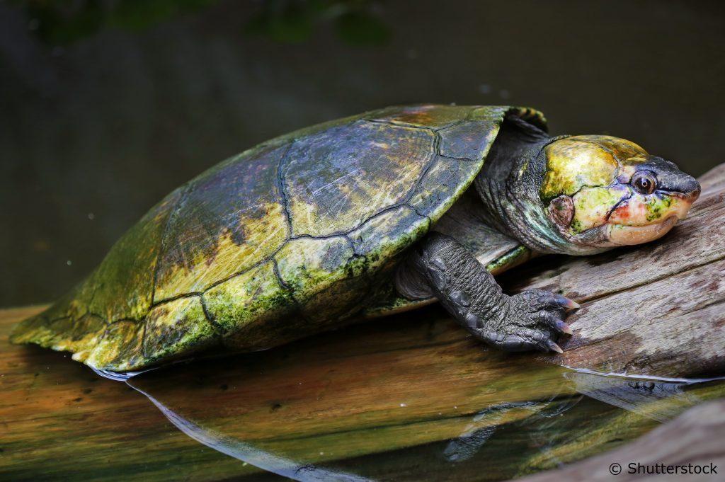 Madagascar_Big-headed_Turtle