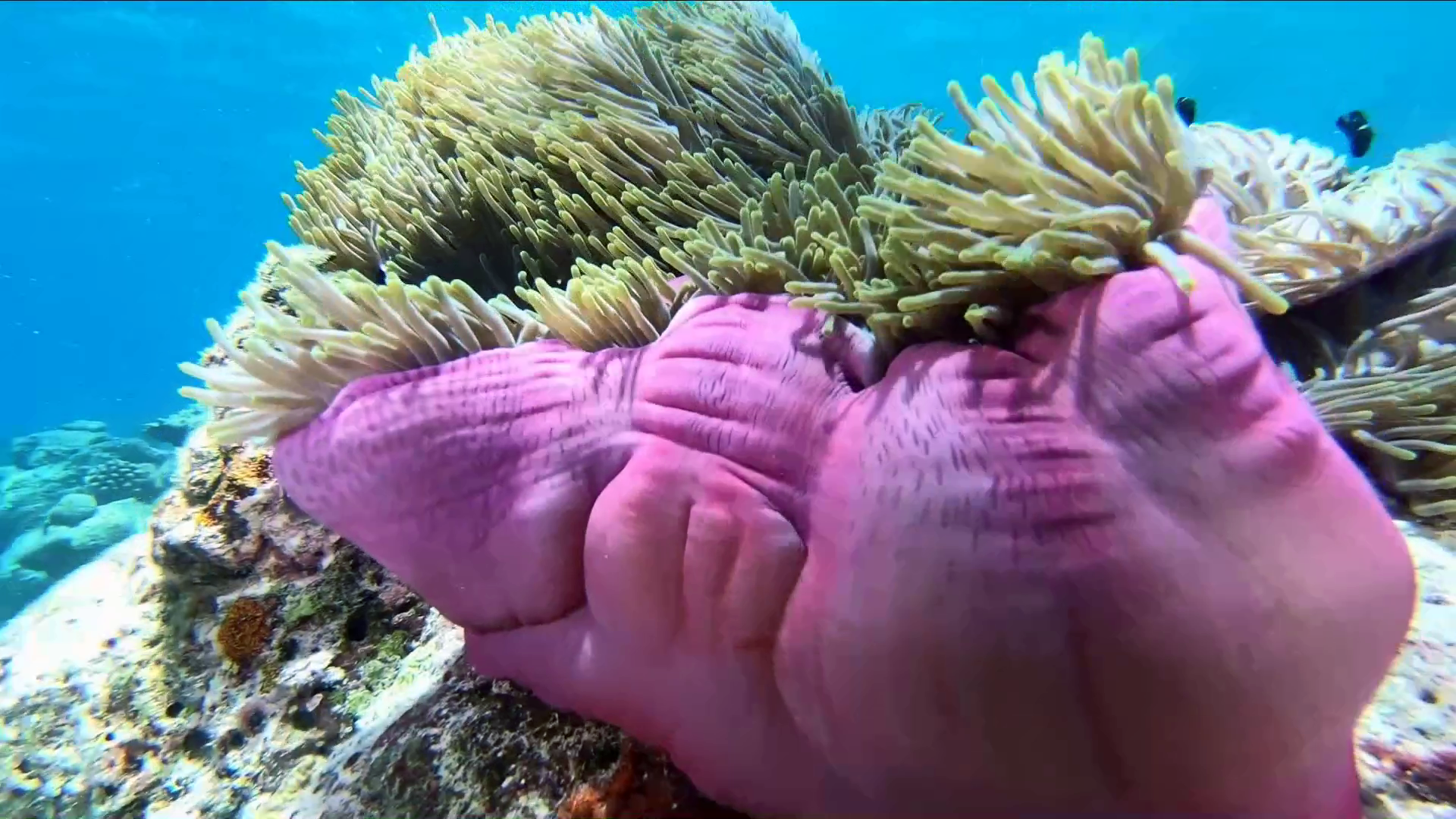 Magnificent_Sea_Anemone_with_purple_tentacles