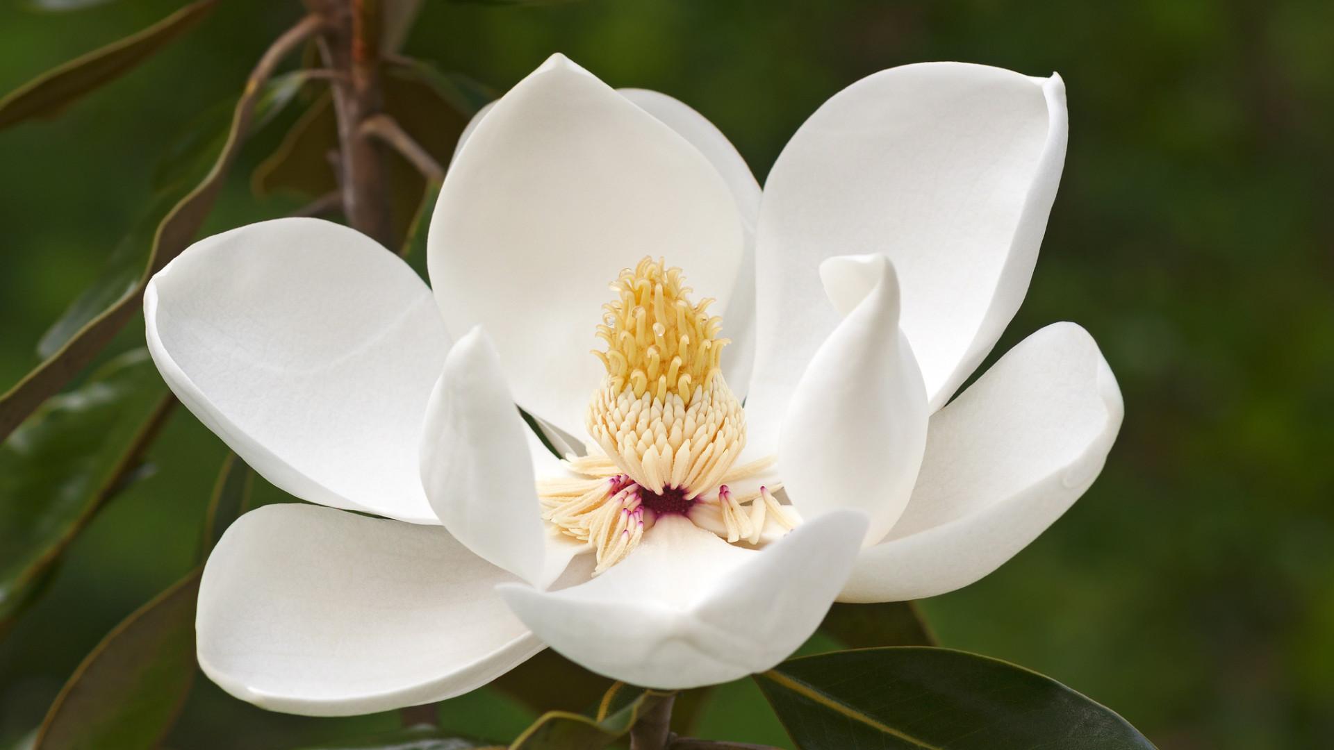 Magnolia