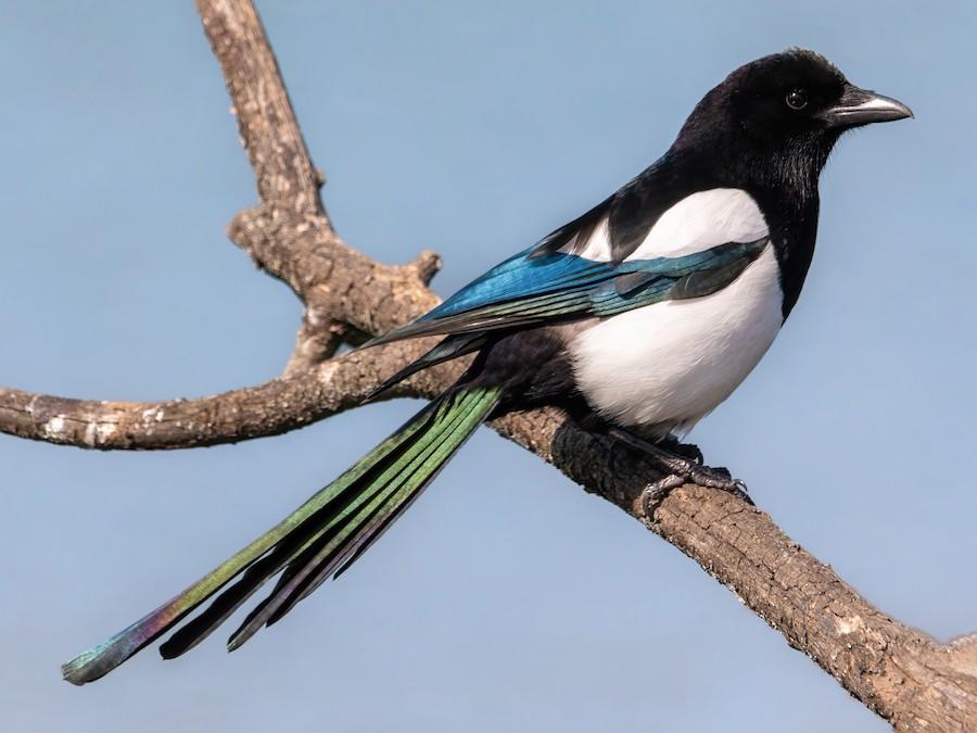 Magpie