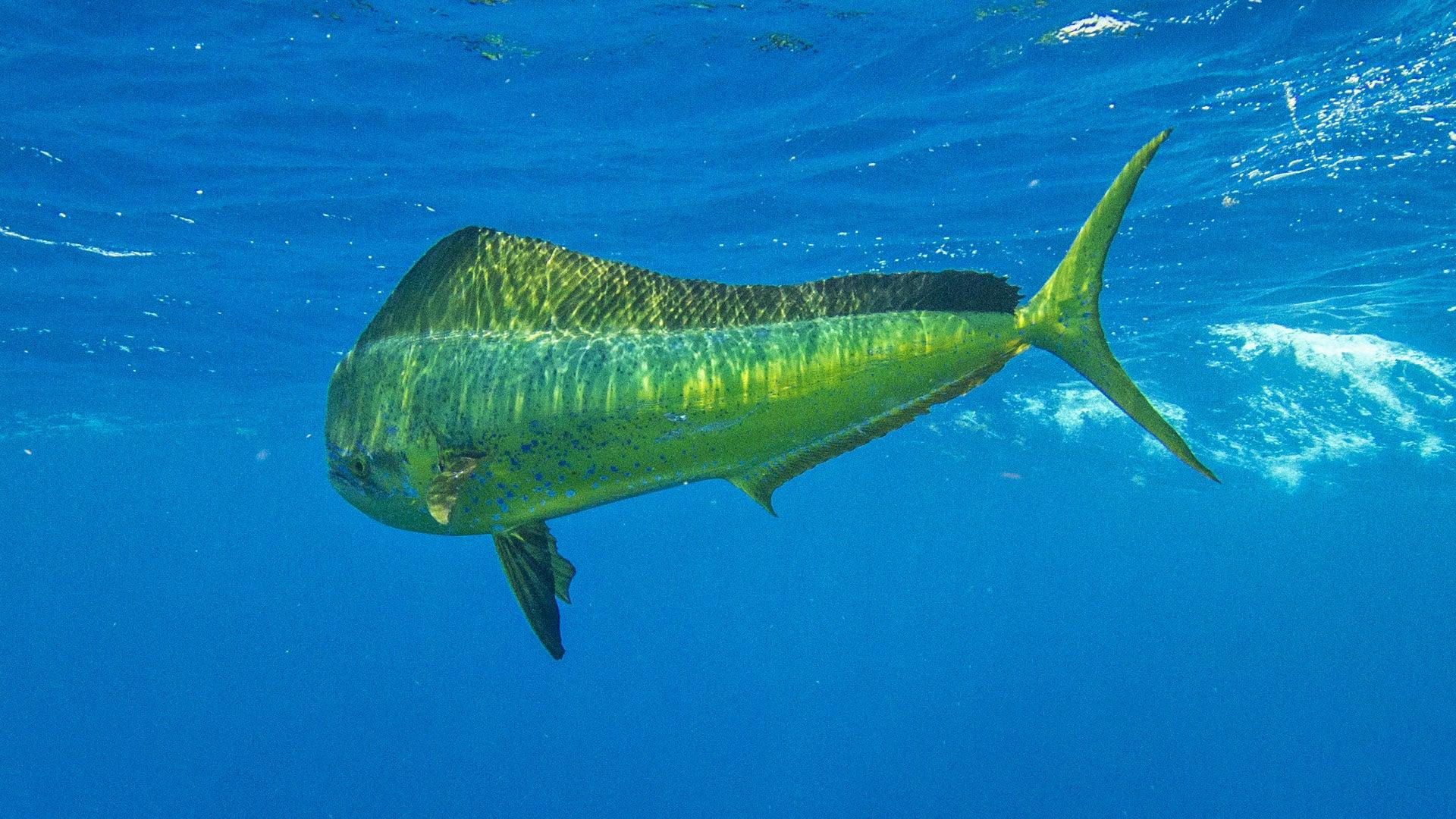 Mahi-Mahi