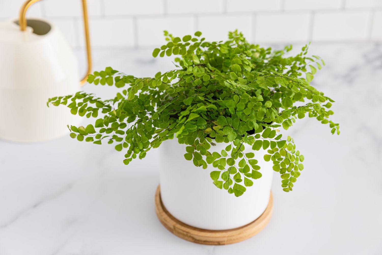 Maidenhair_Fern