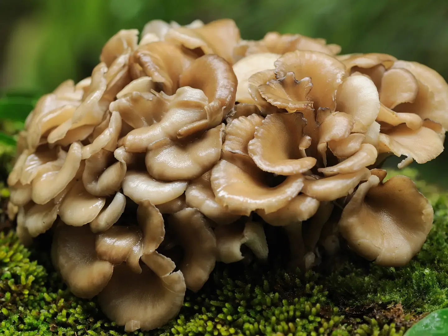 Maitake_Mushroom