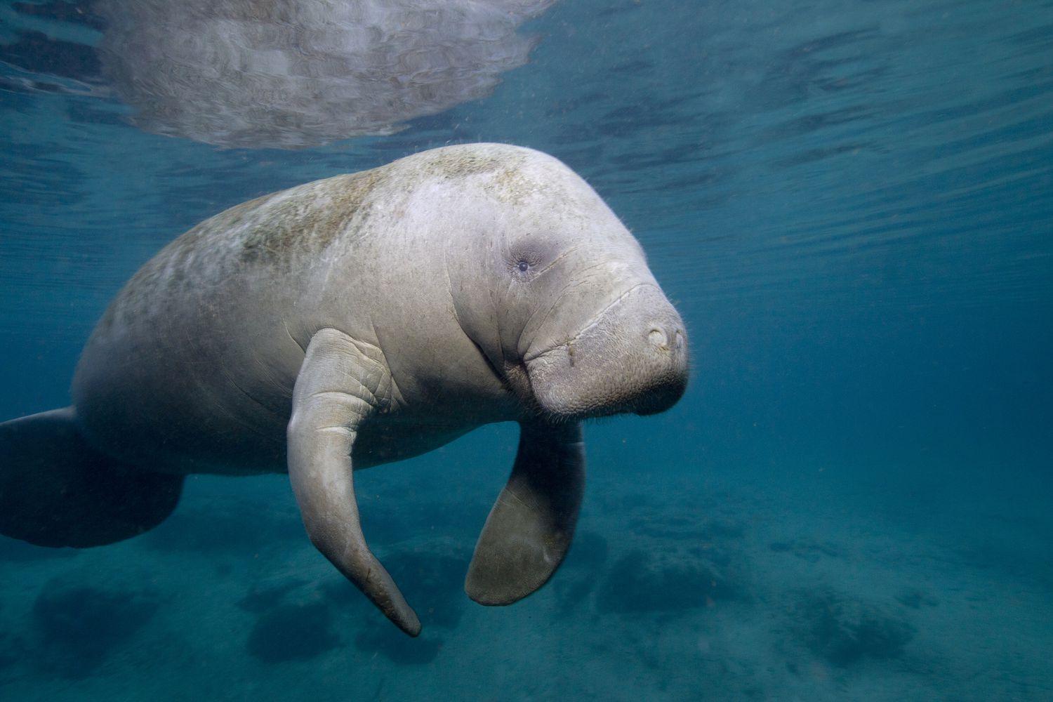 Manatee