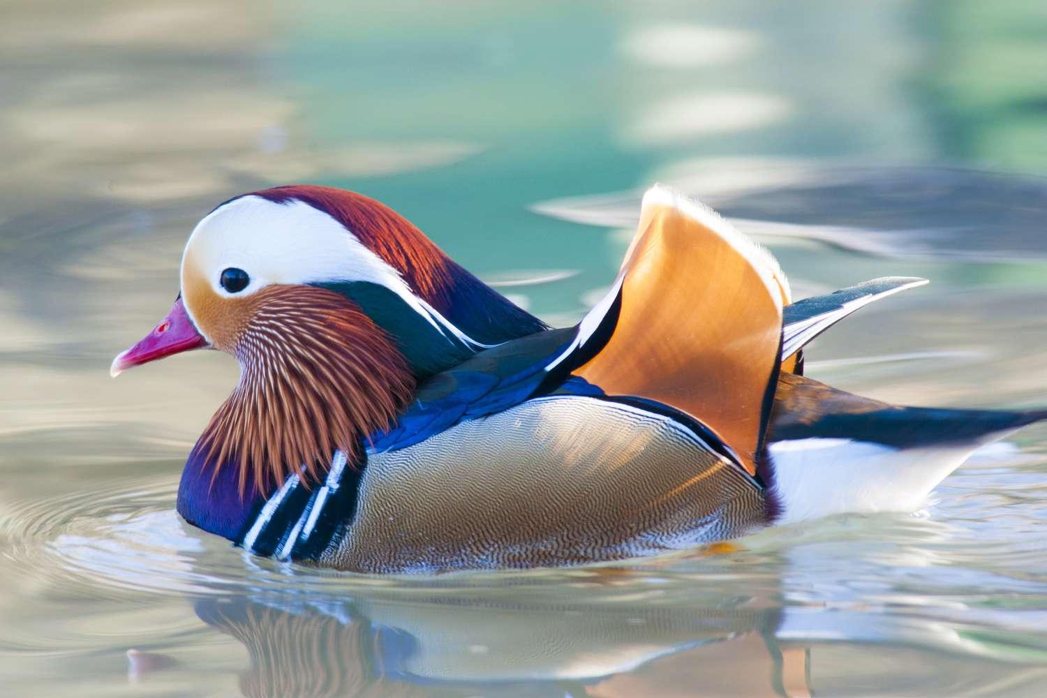 Mandarin_Duck_East_Asia