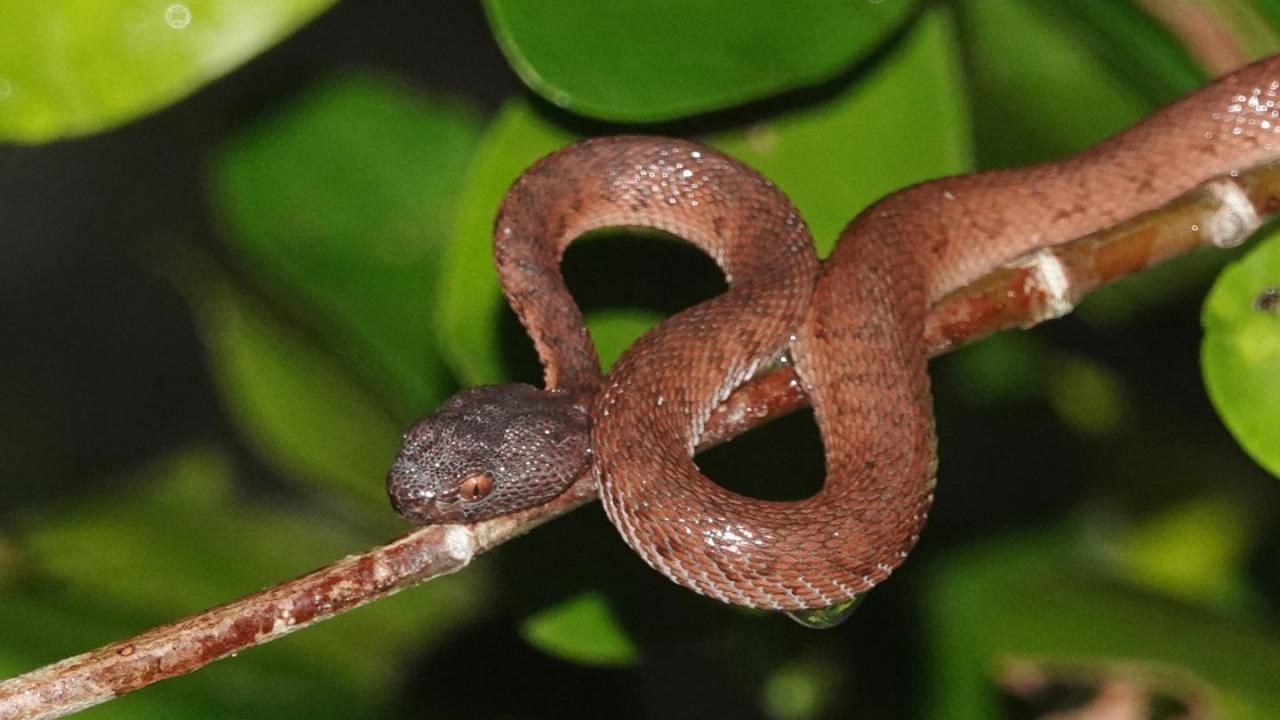 Mangrove_Pit_Viper