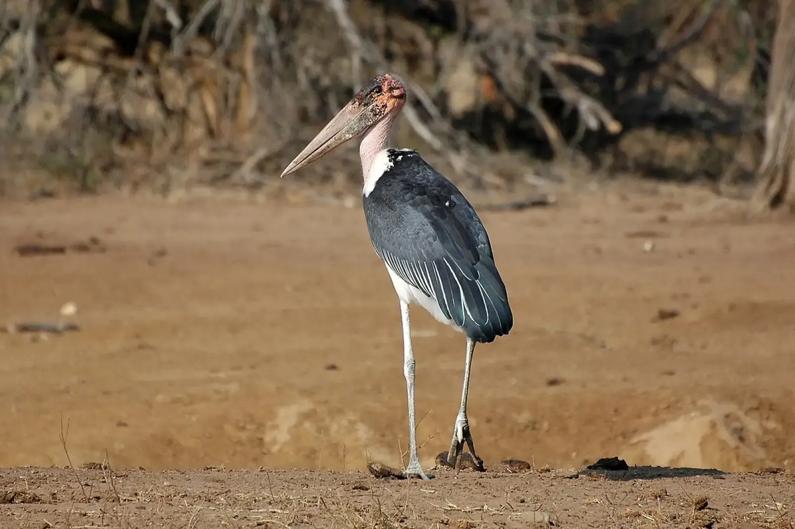 Marabou_Stork