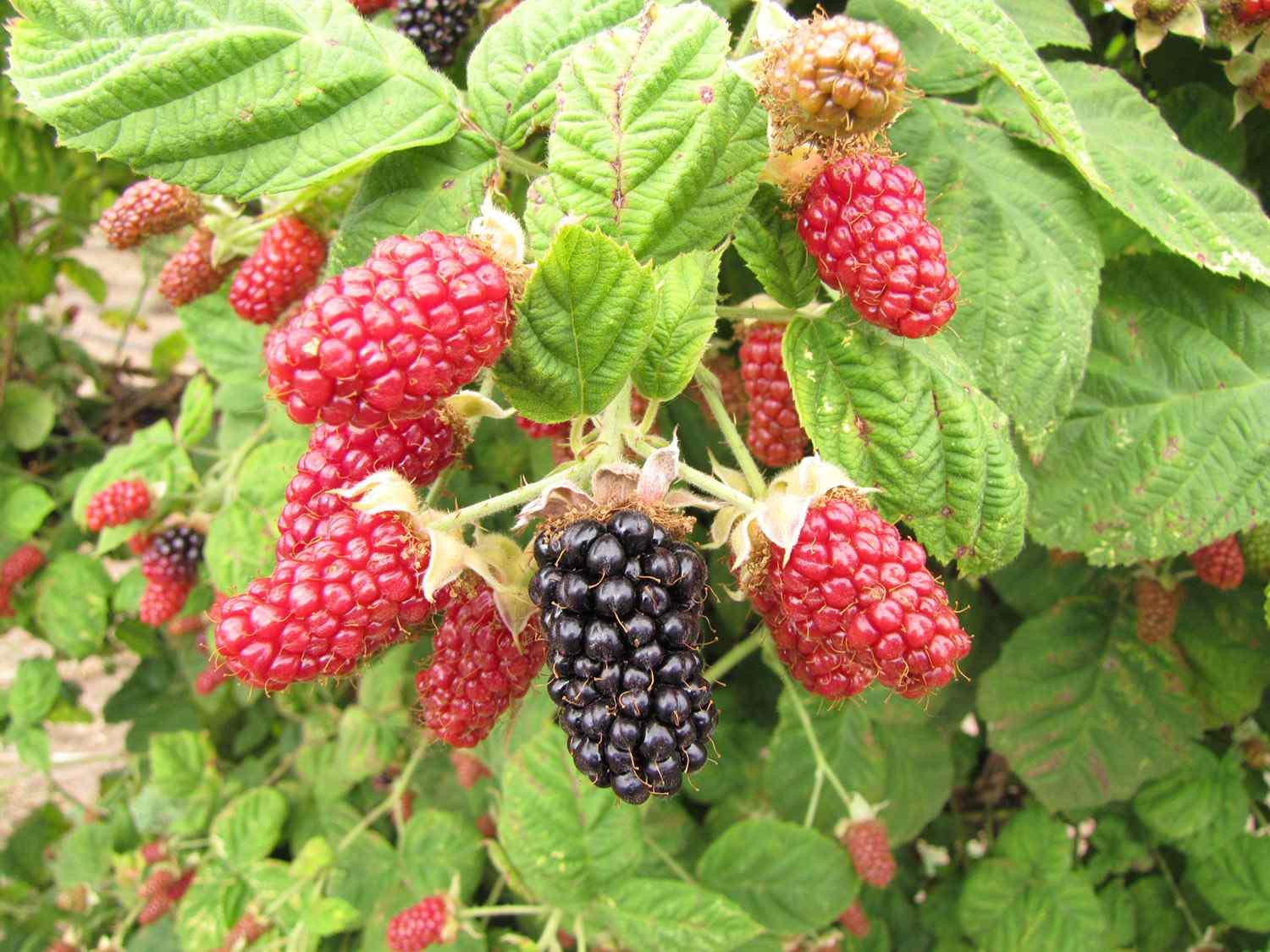 Marionberry