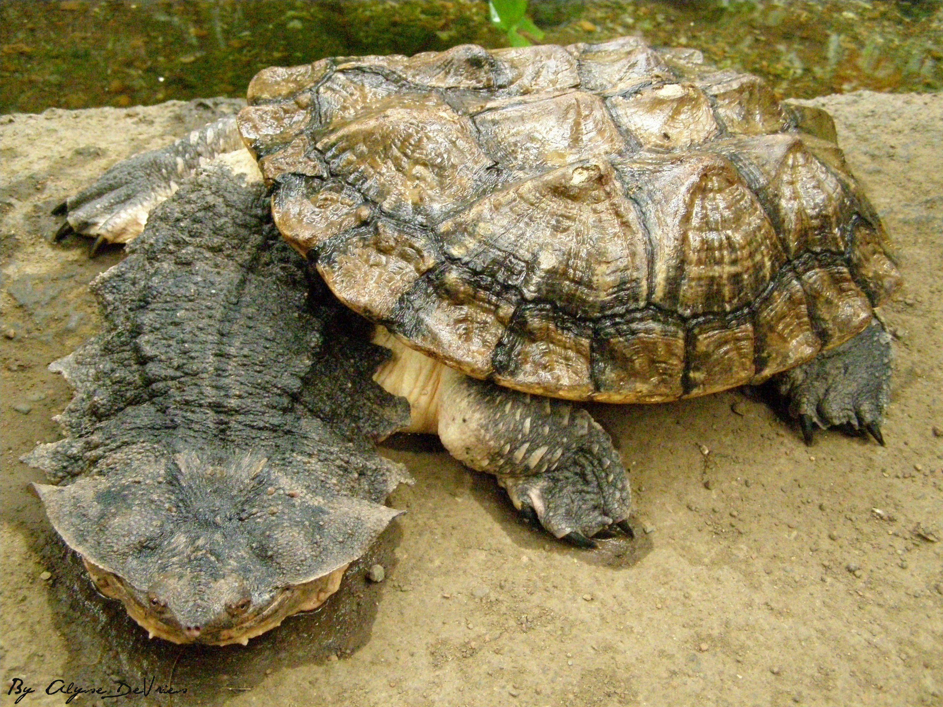 Mata_Mata_Turtle