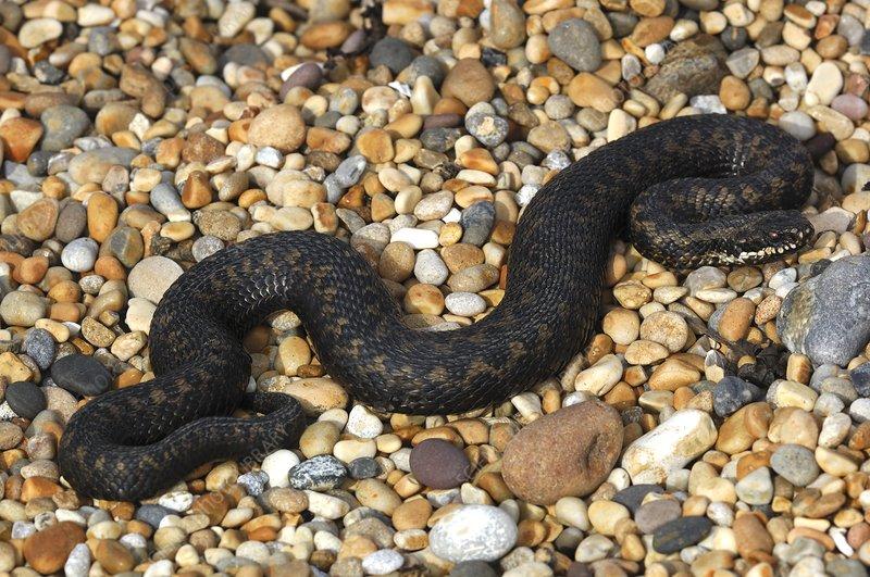 Melanistic_Adder