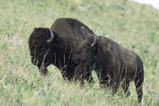 Melanistic_Bison