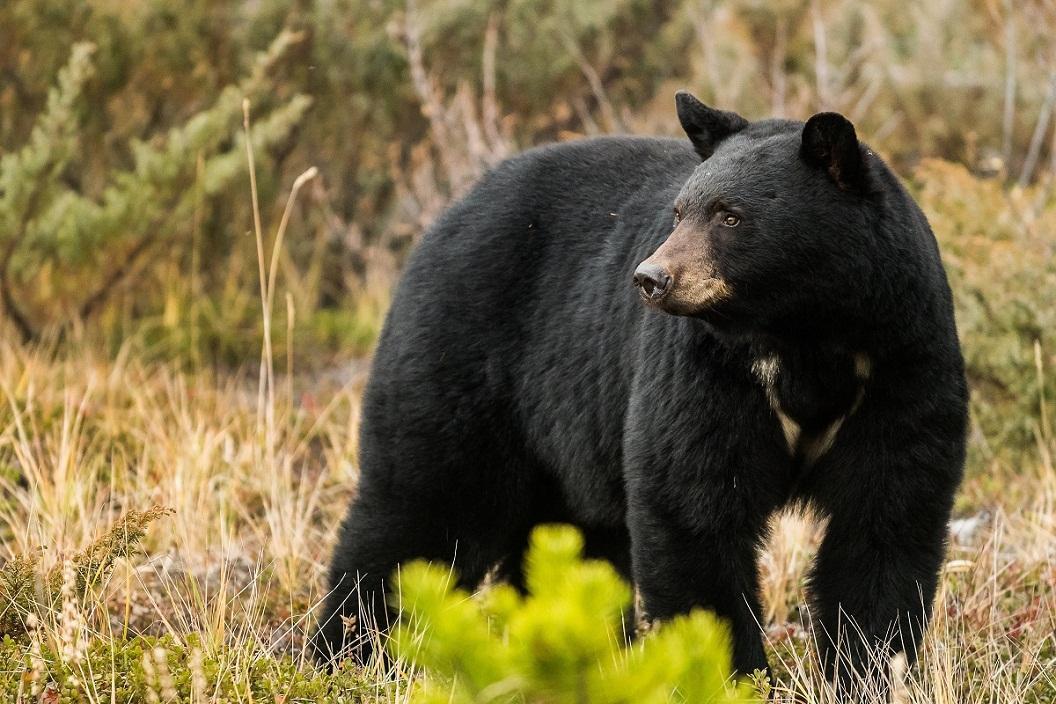 Melanistic_Black_Bear