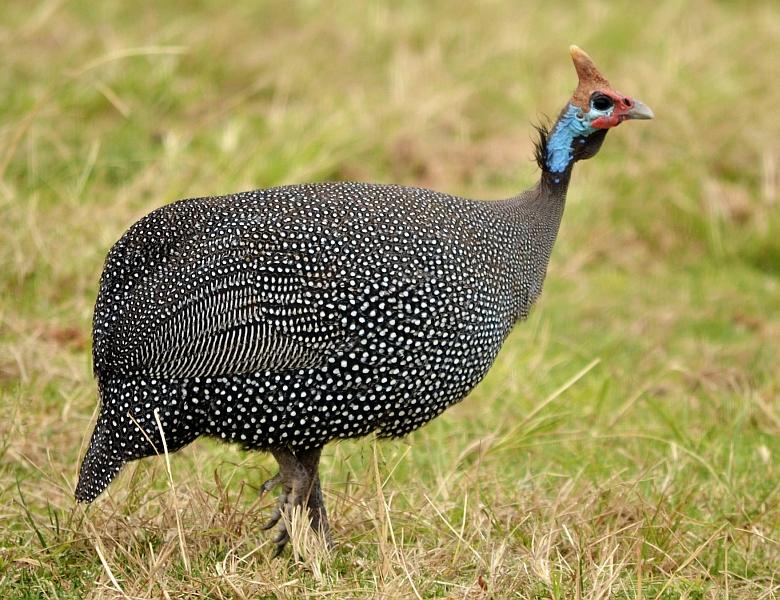 Melanistic_Guinea_Fowl