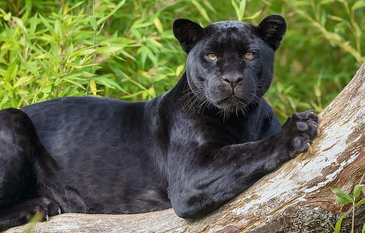 Melanistic_Jaguar