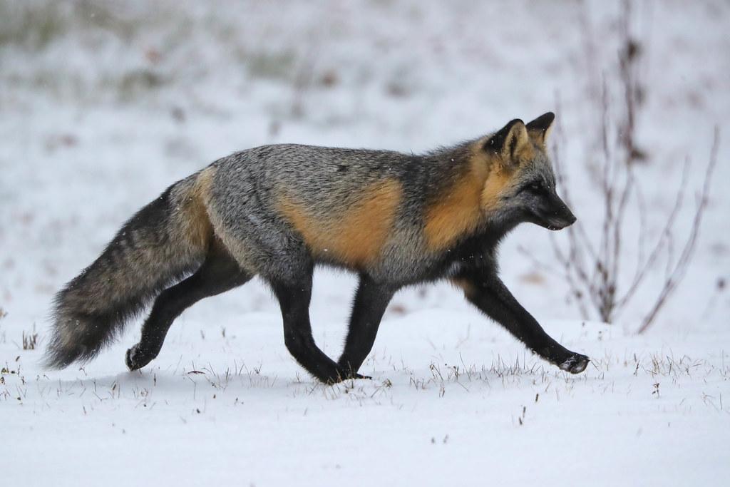 Melanistic_Red_Fox