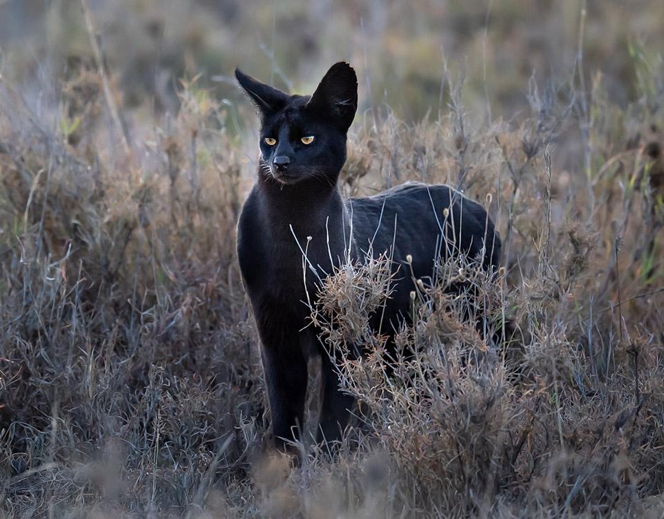 Melanistic_Serval