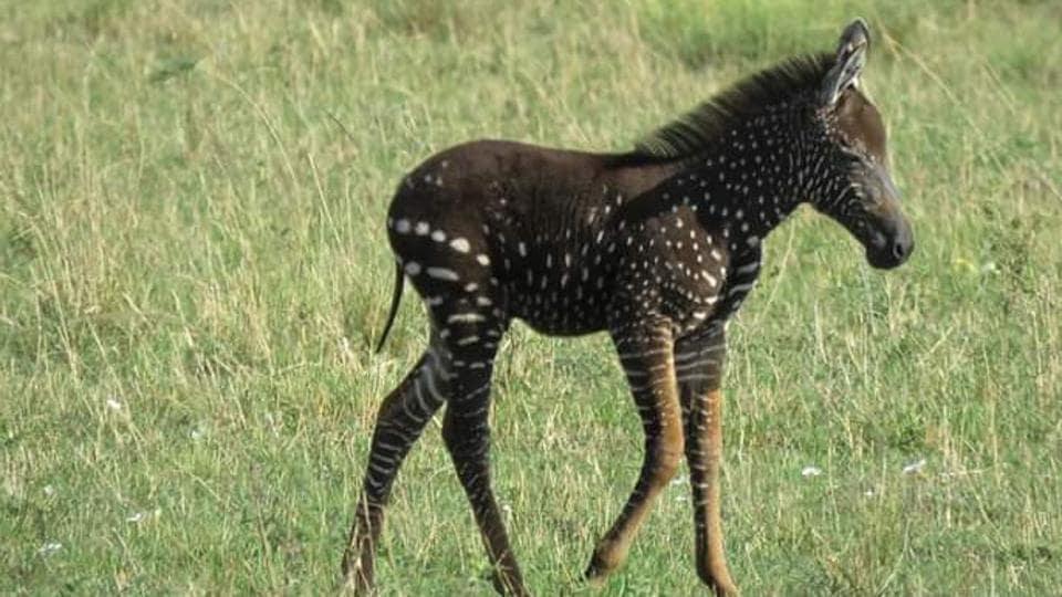 Melanistic_Zebra