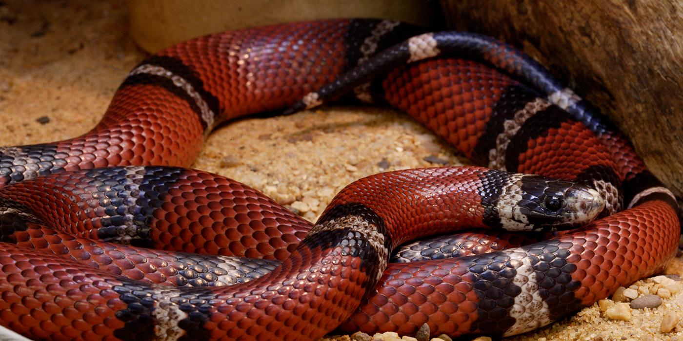 Mexican_Milk_Snake