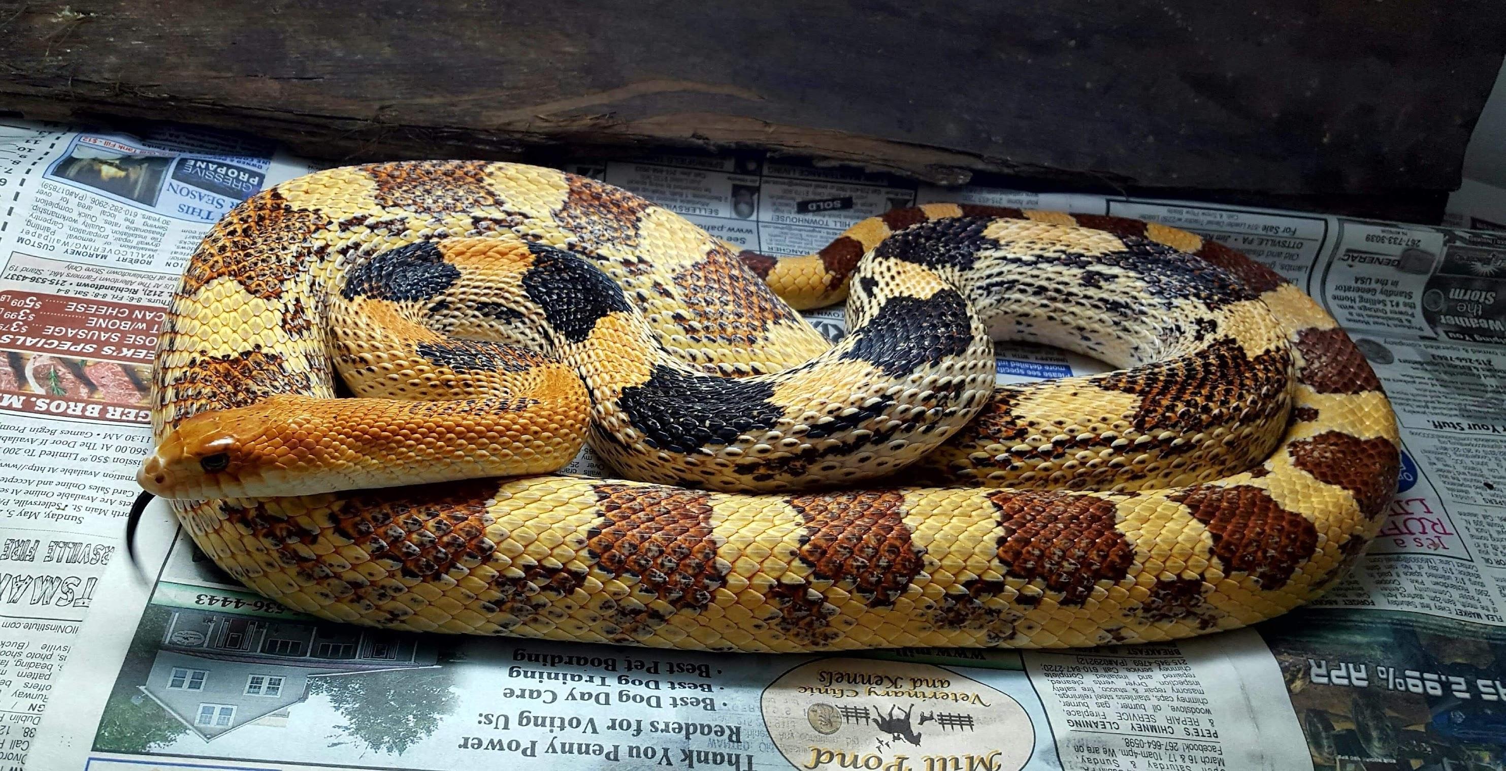 Mexican_Pine_Snake