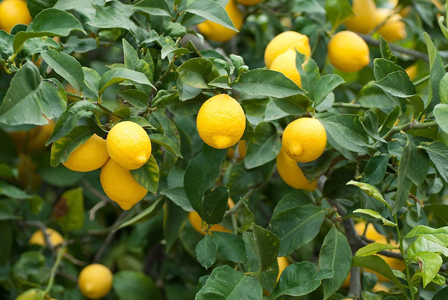 Meyer_Lemon