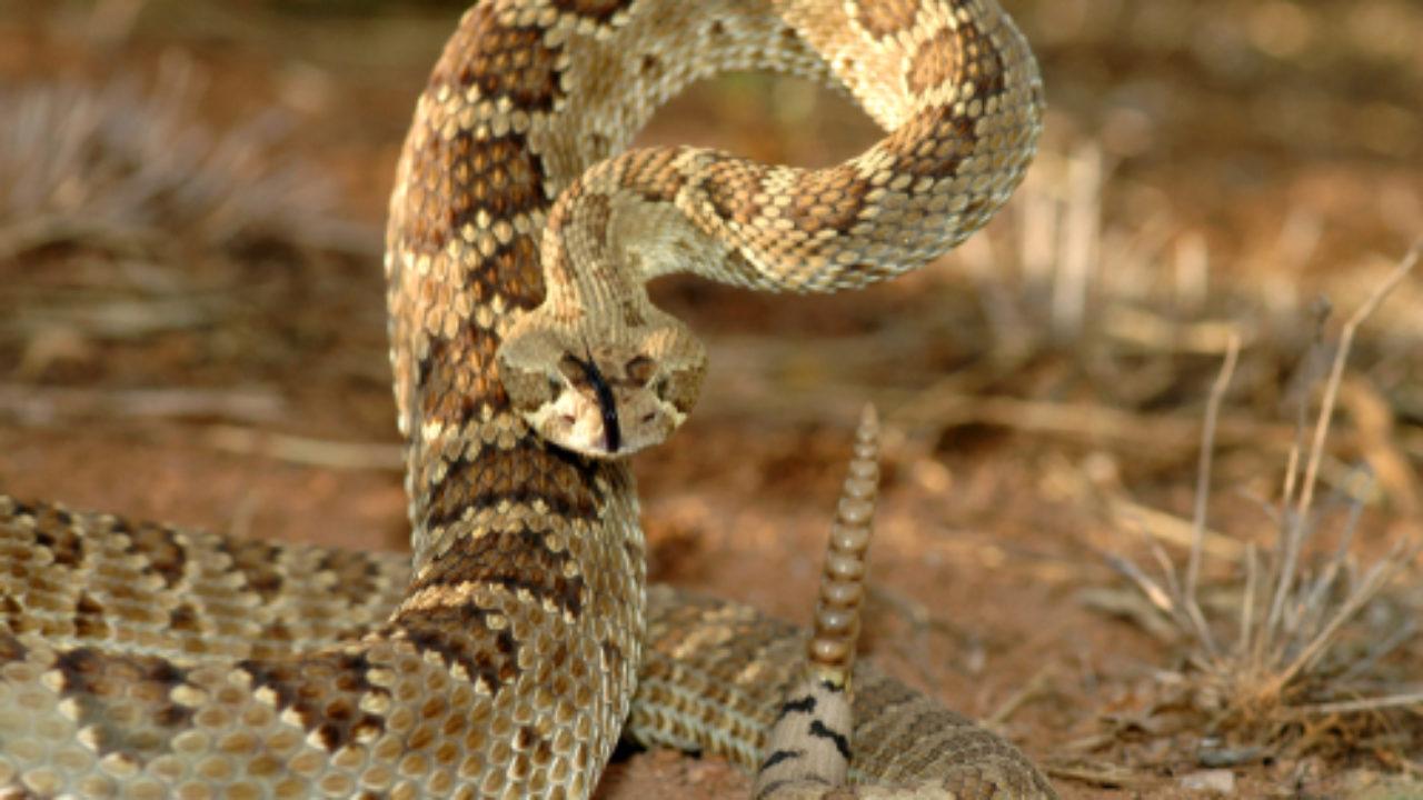 Mojave_Rattlesnake