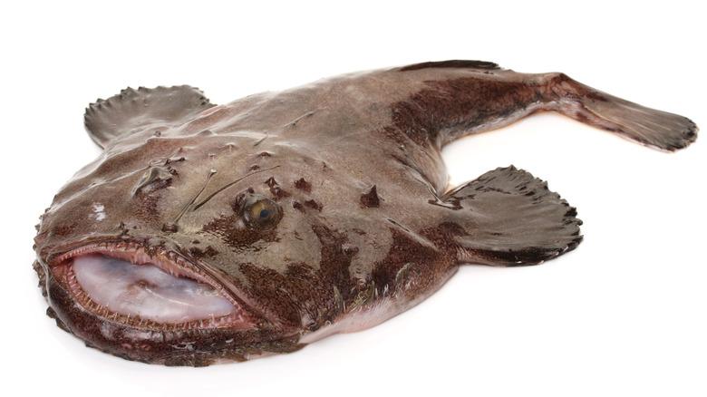 Monkfish