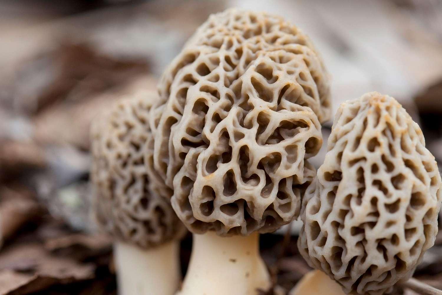 Morel_Mushroom