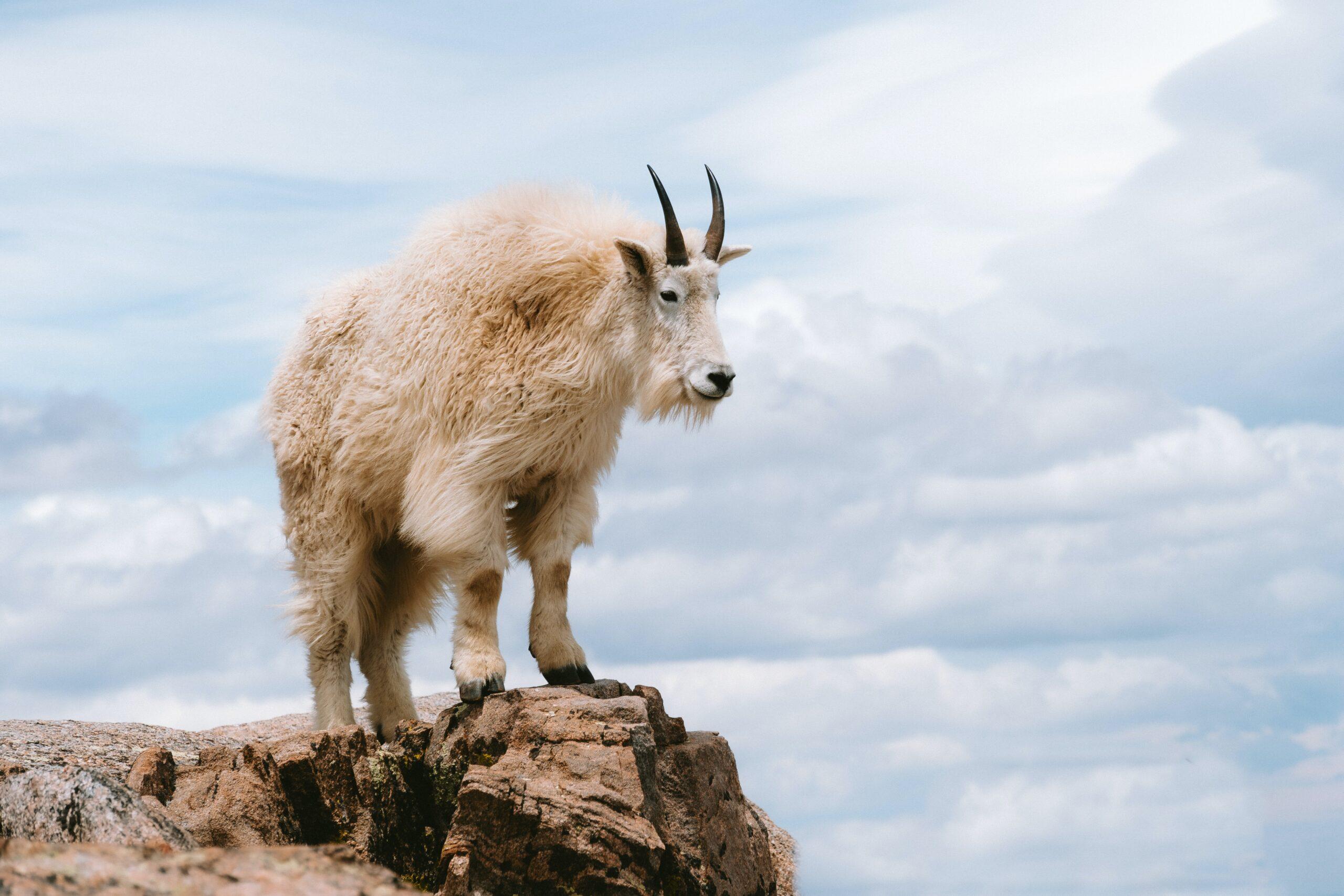 Mountain_Goat