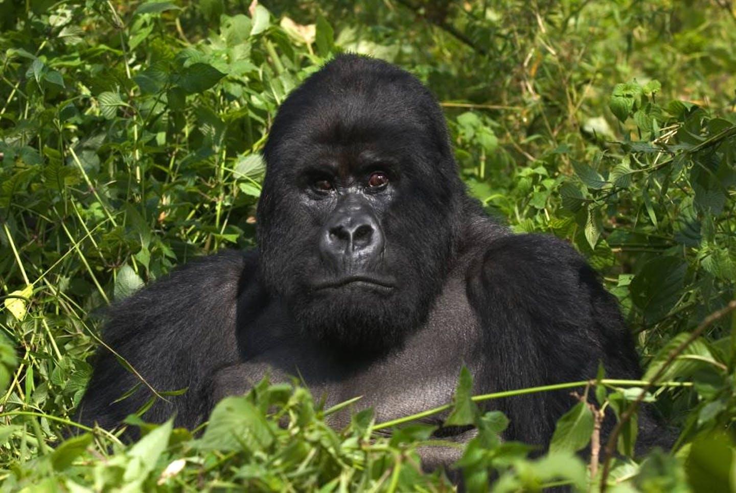 Mountain_Gorilla