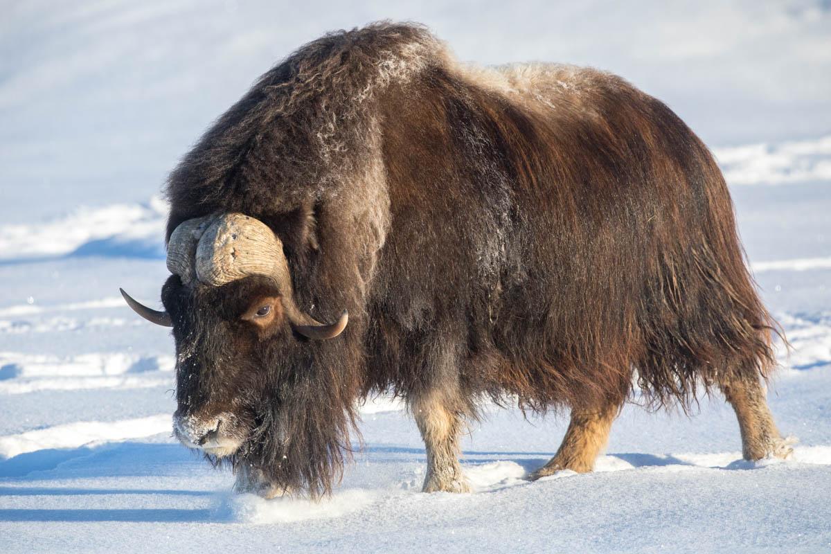 Musk_Ox