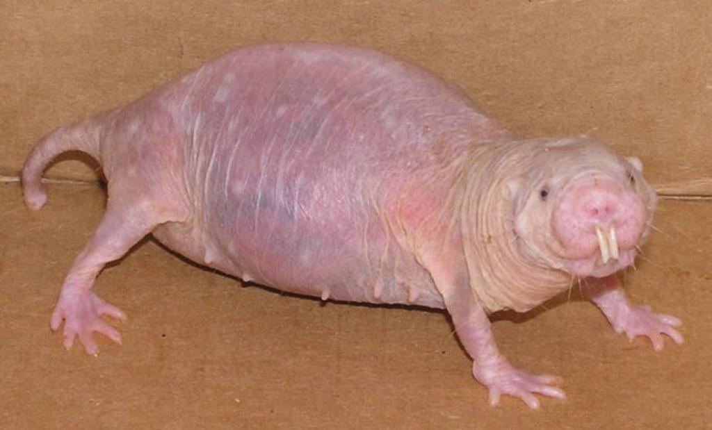 Naked_Mole_Rat