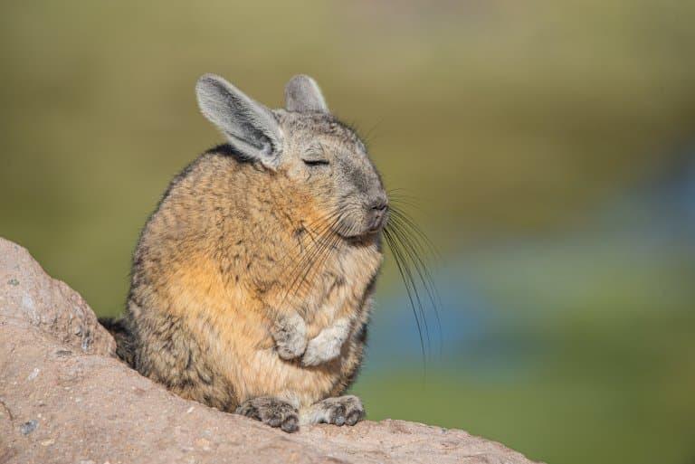 Naked_Viscacha_Rat