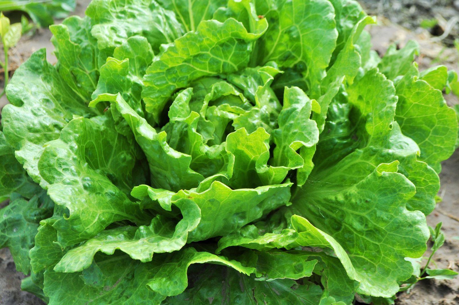 Nevada_Lettuce