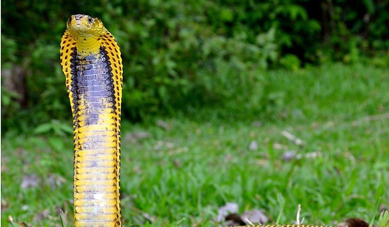 Northern_Philippine_Cobra