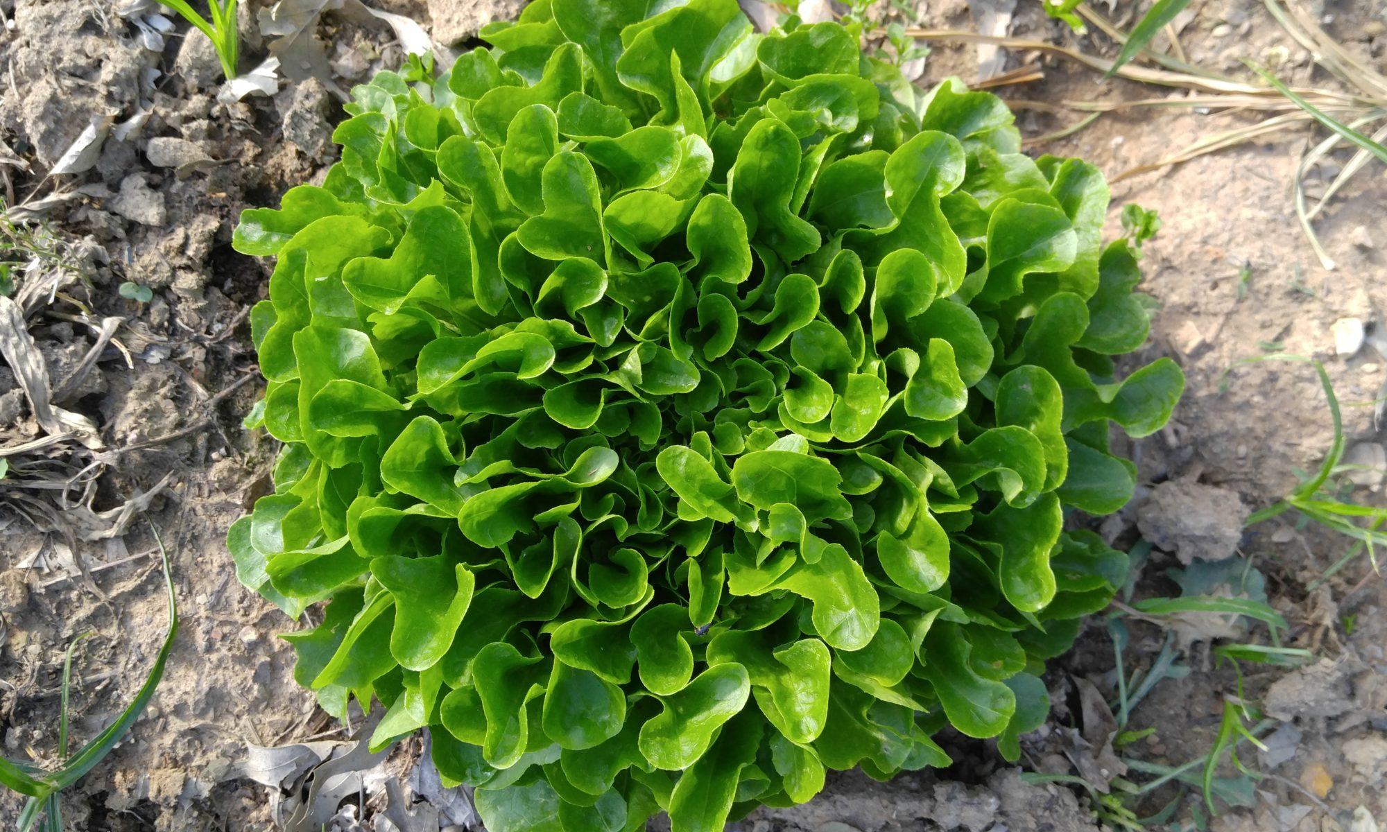 Oak_Leaf_Lettuce