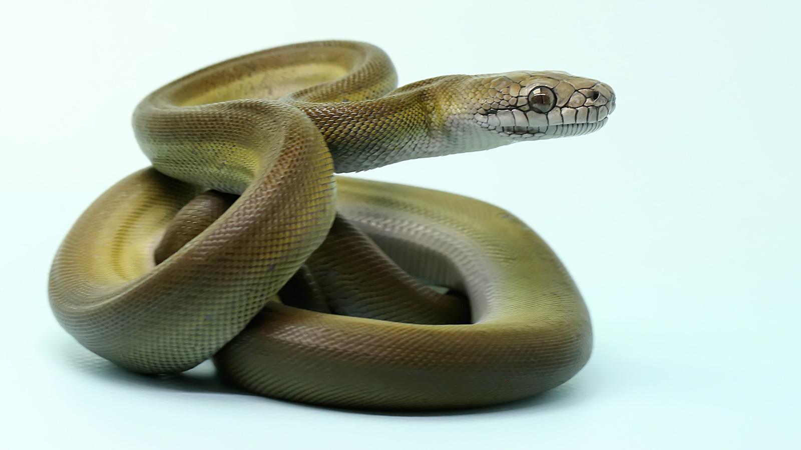 Olive_Python