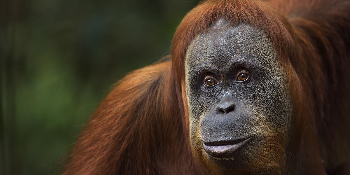 Orangutan