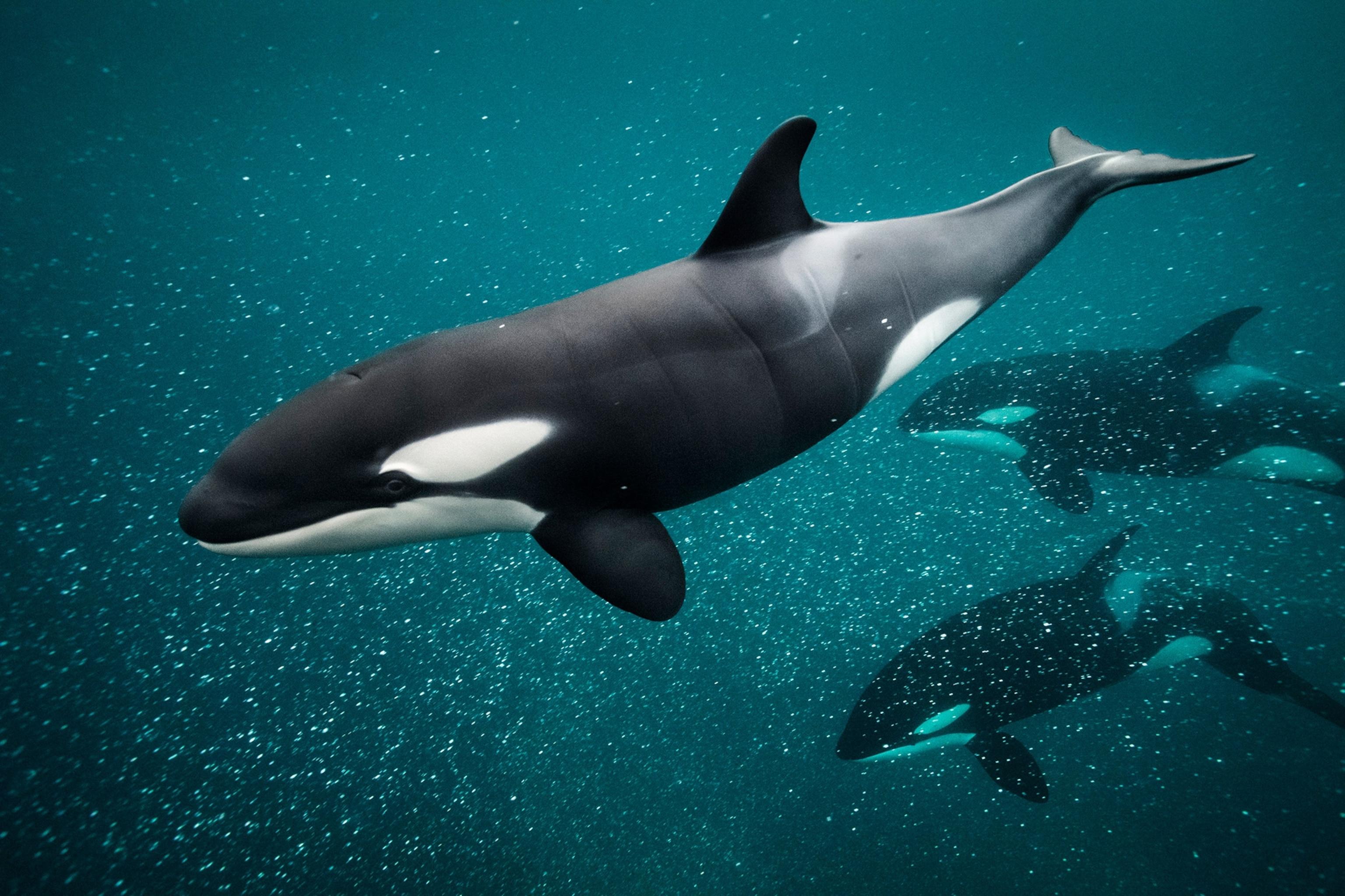 Orca_Killer_Whale