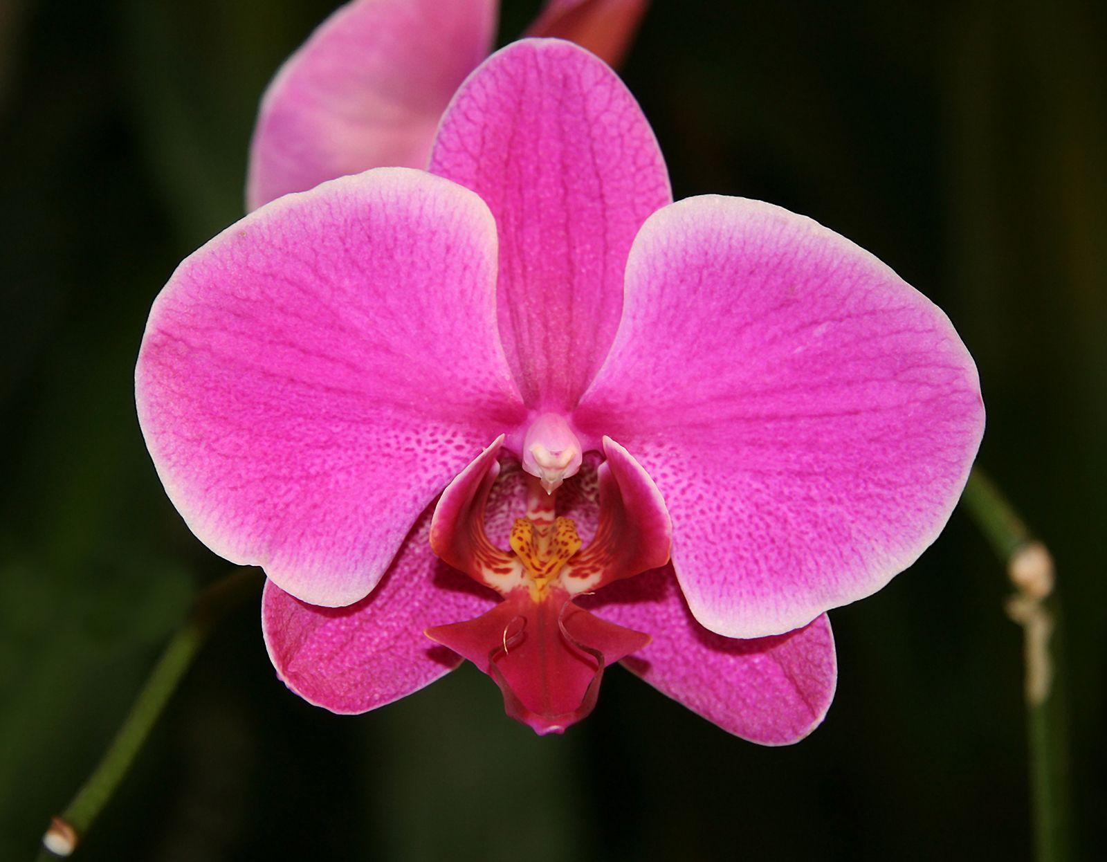 Orchid