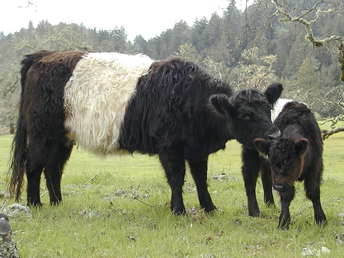 Oreo_Cow_Belted_Galloway