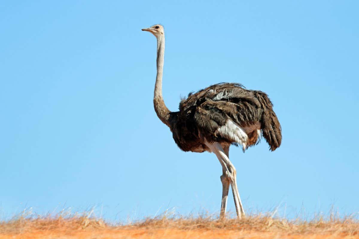 Ostrich