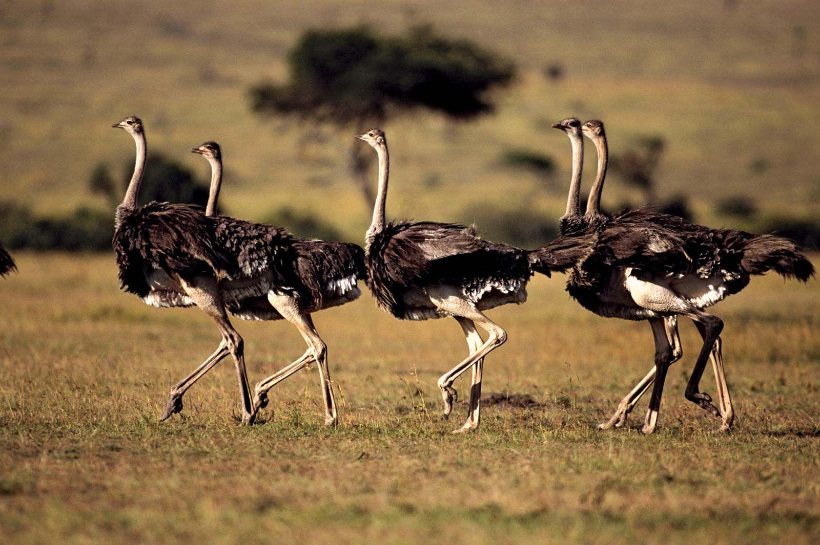 Ostrich_Africa