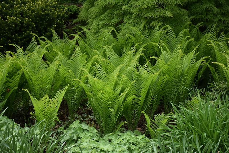 Ostrich_Fern