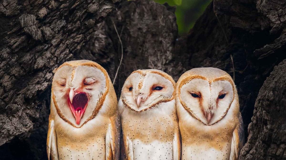 Owls_Hooting