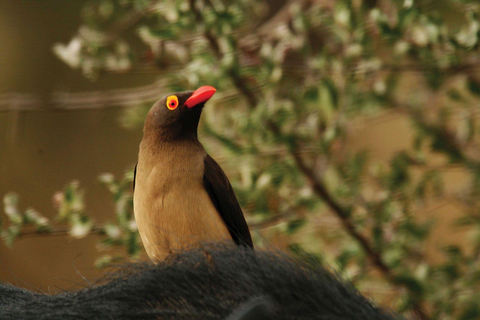 Oxpecker