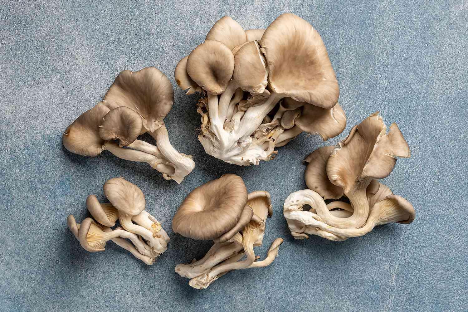 Oyster_Mushroom