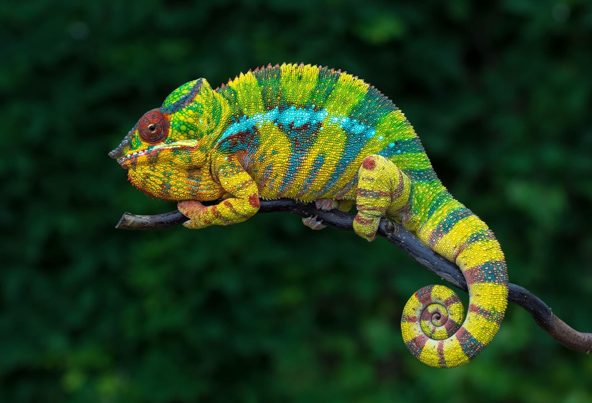 Panther_Chameleon