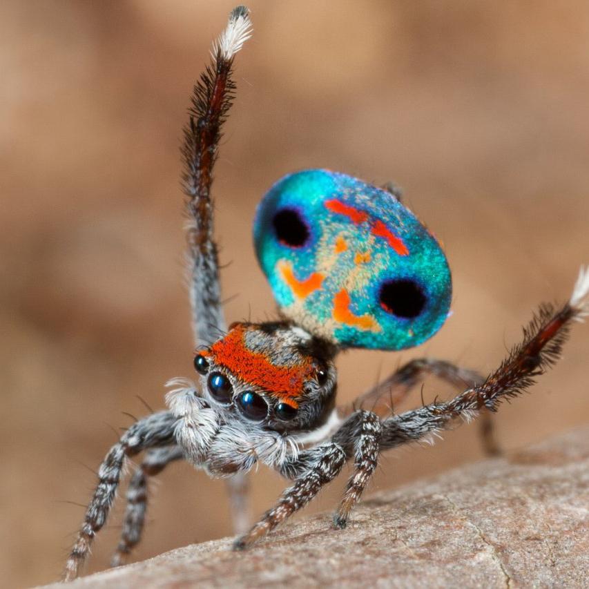 Peacock_Spider