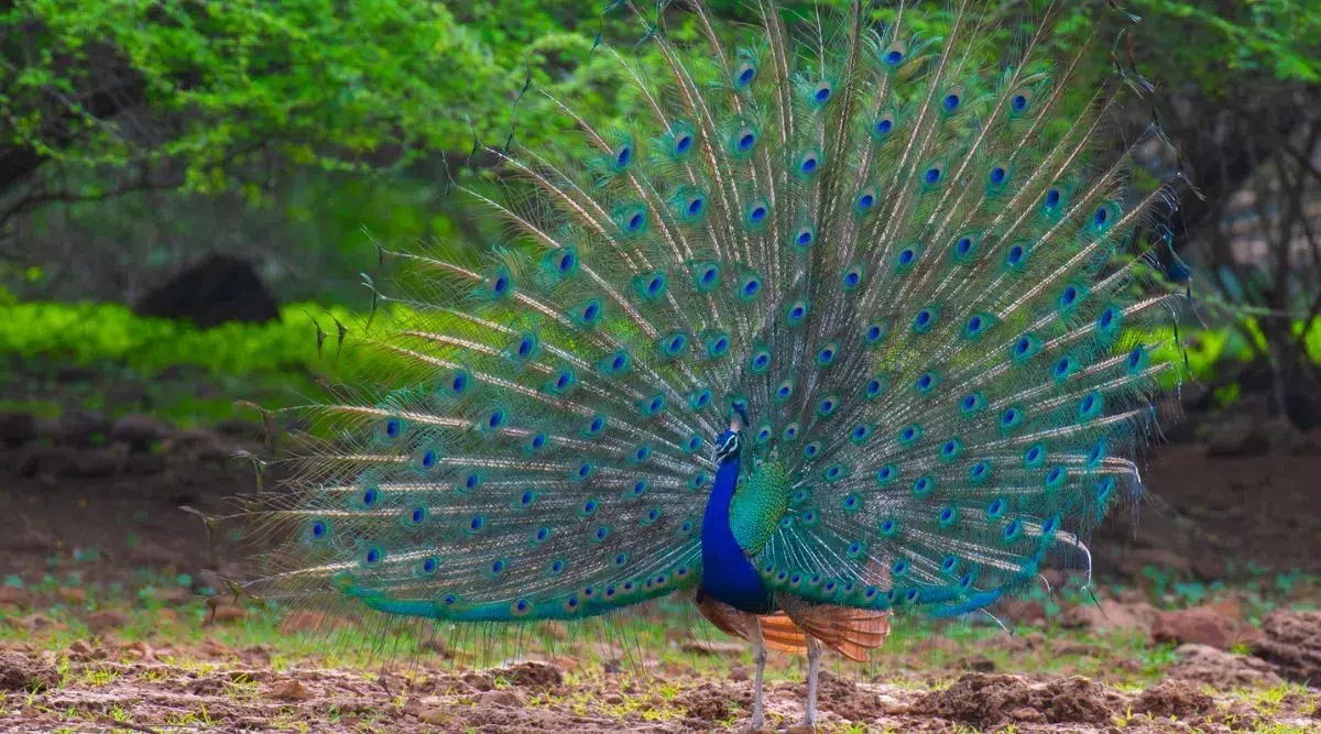 Peacocks