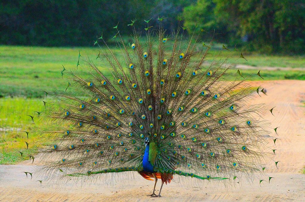 Peafowl_India_Sri_Lanka